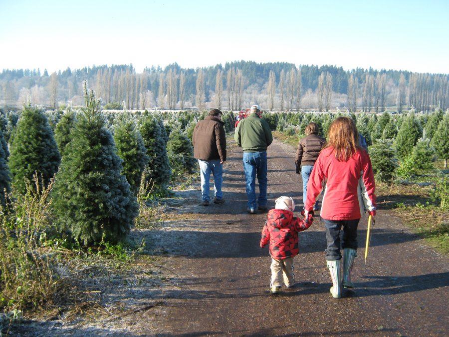 Christmas tree shopping is a tradition among many Granite Bay students