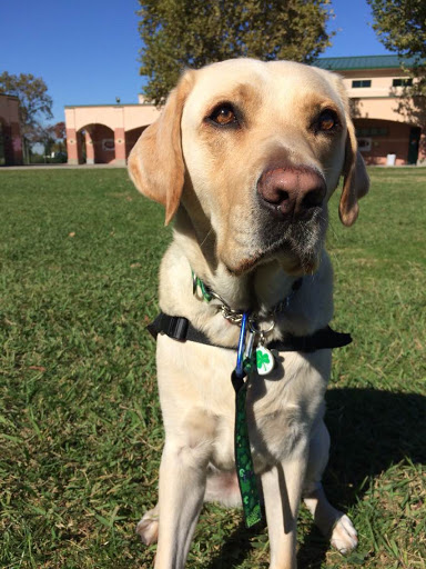 Shamrock the service dog occasionally gets a break from his duties when hes working at Granite Bay High.