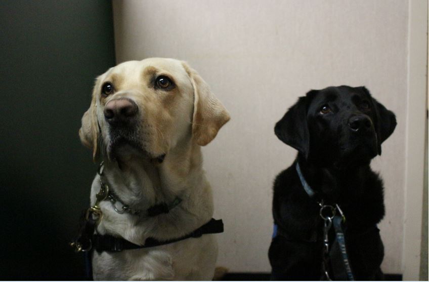 Shamrock and Rielta, GB’s service dogs, focus on their owners healths while waiting for instructions.