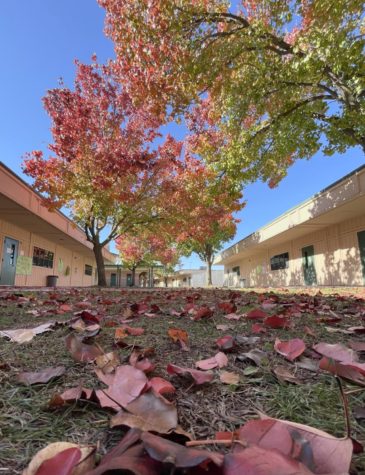 The fall trees in early November at Granite Bay High School Campus