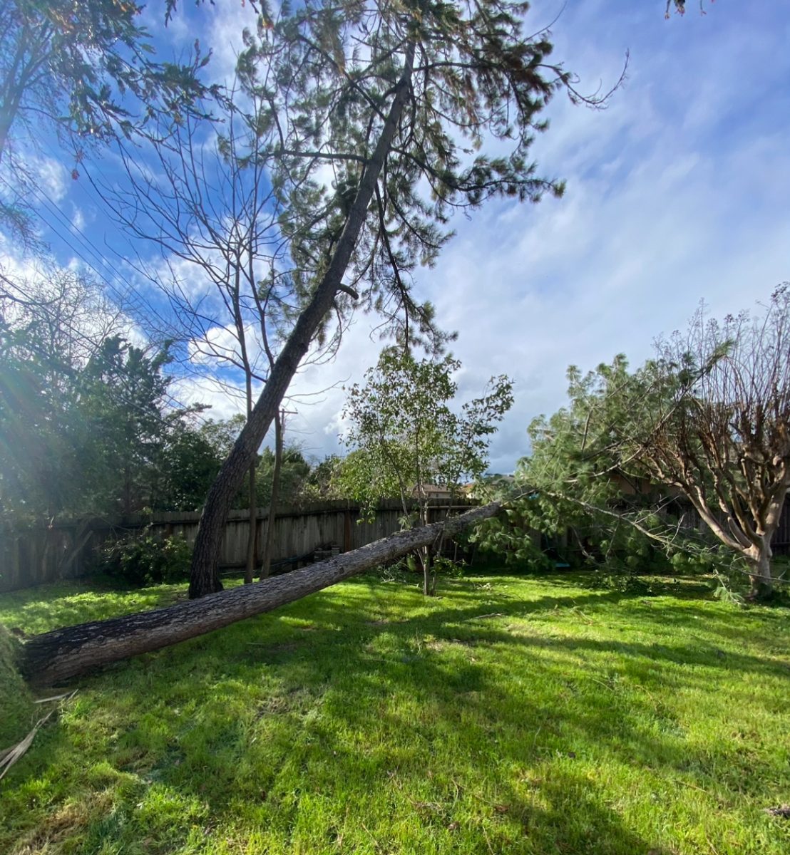 Junior Alexandra Lisii witnessed a fallen tree in her backyard. 