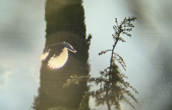 California scrub-jay with sunlight coming through its wings.