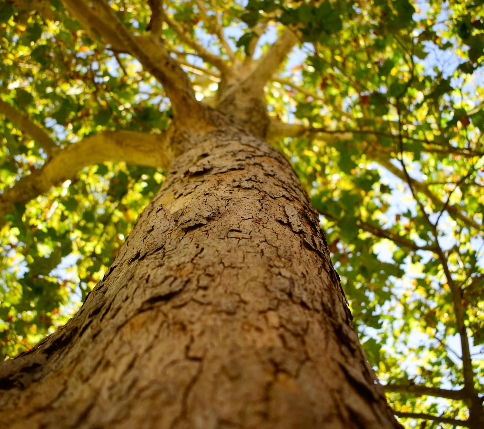 Granite Bay High School Nature Shot