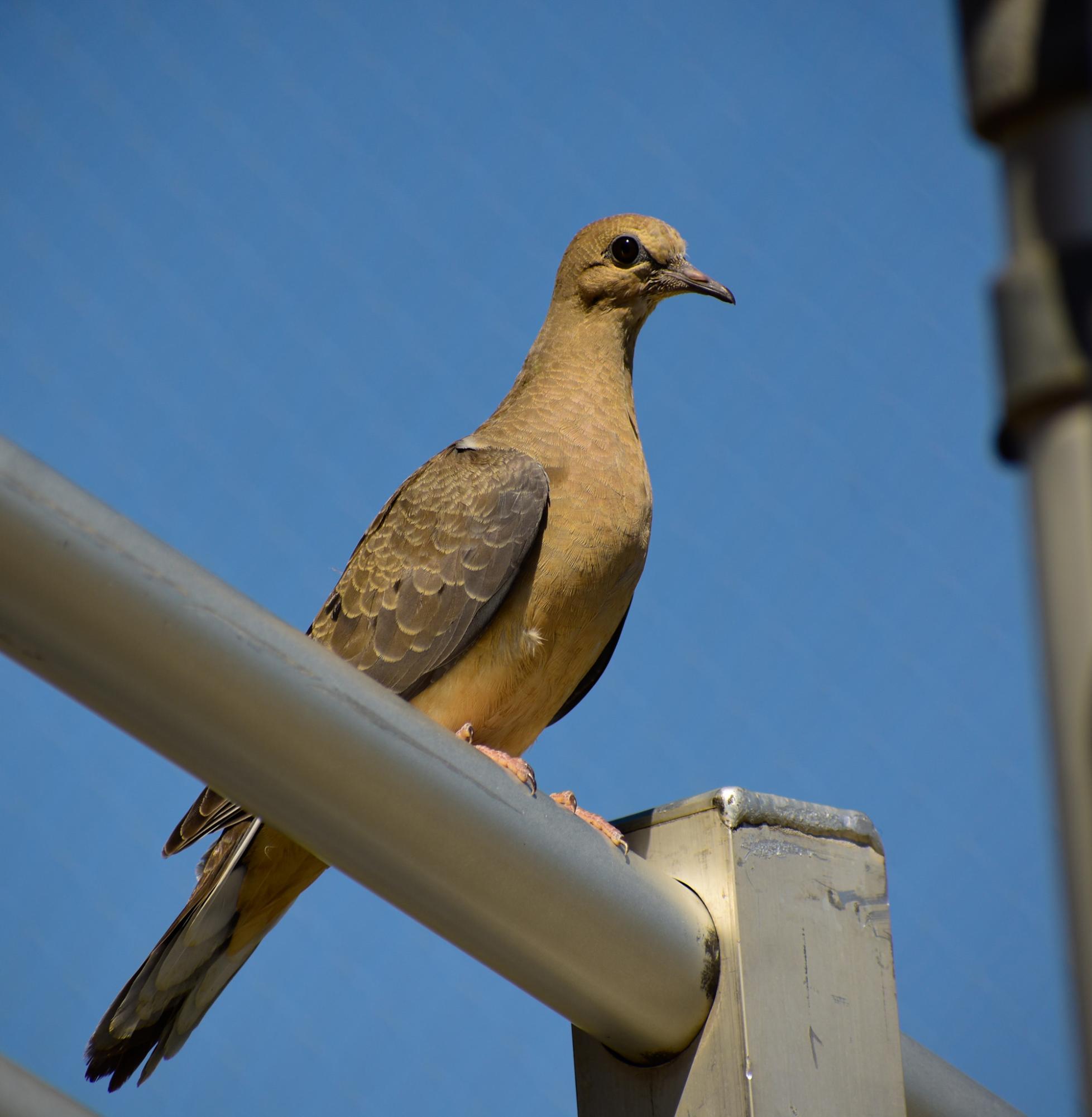 Granite Bay High School Nature Shot