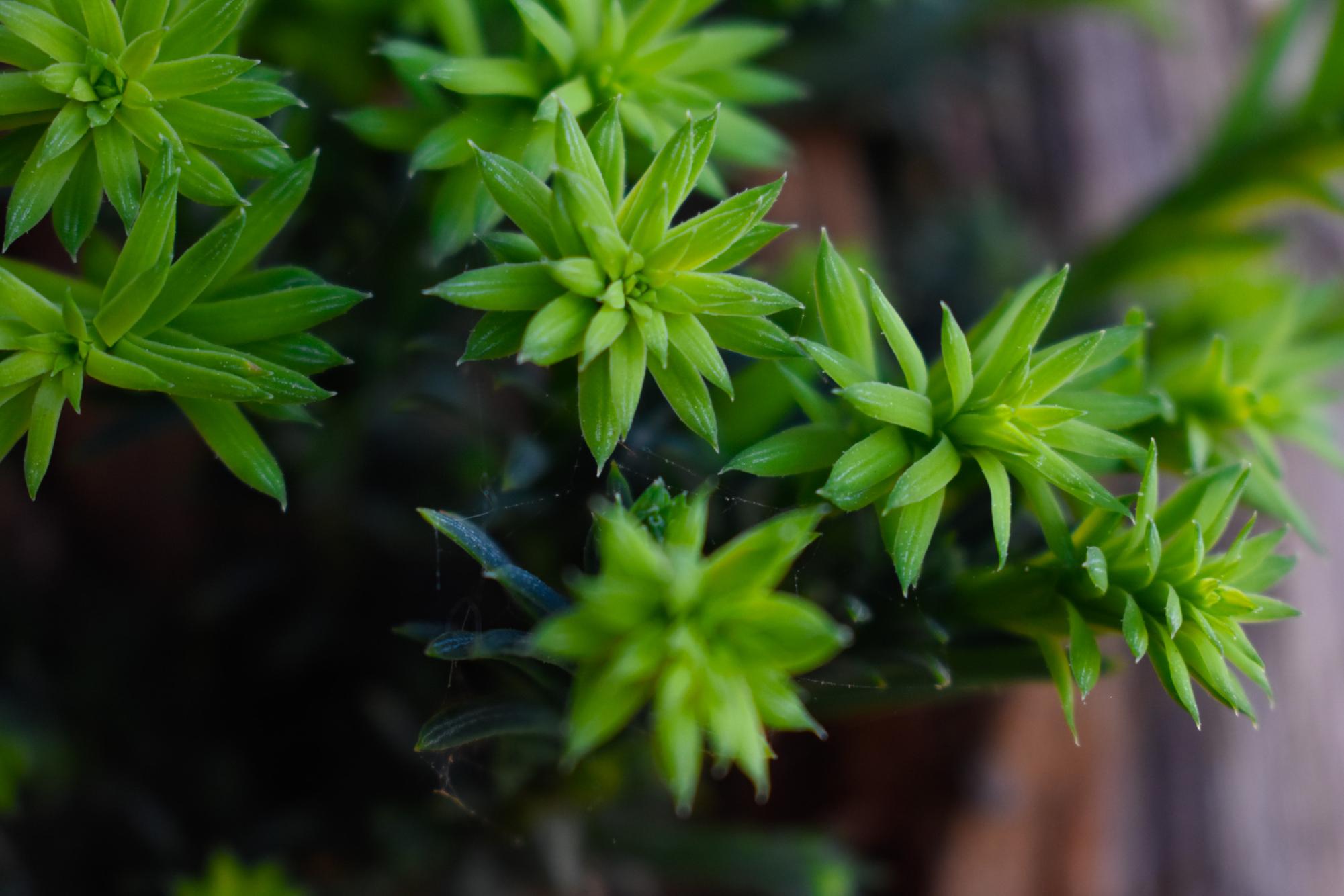 Granite Bay High School Nature Shot