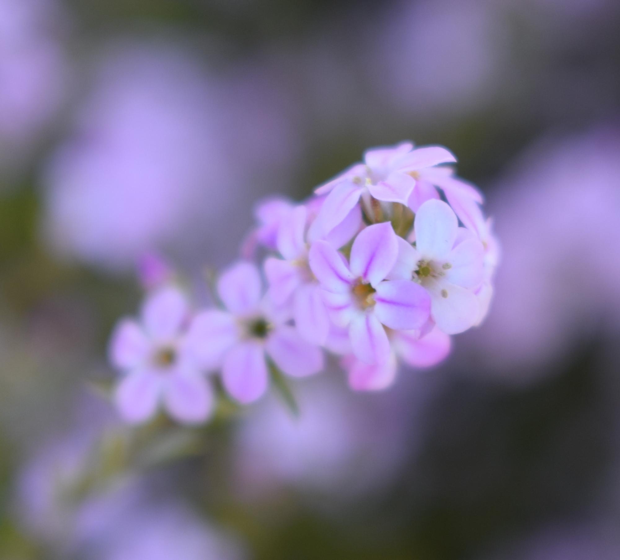 Granite Bay High School Nature Shot