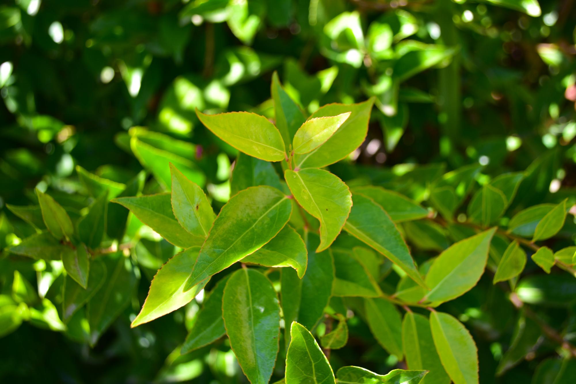 Granite Bay High School Nature Shot