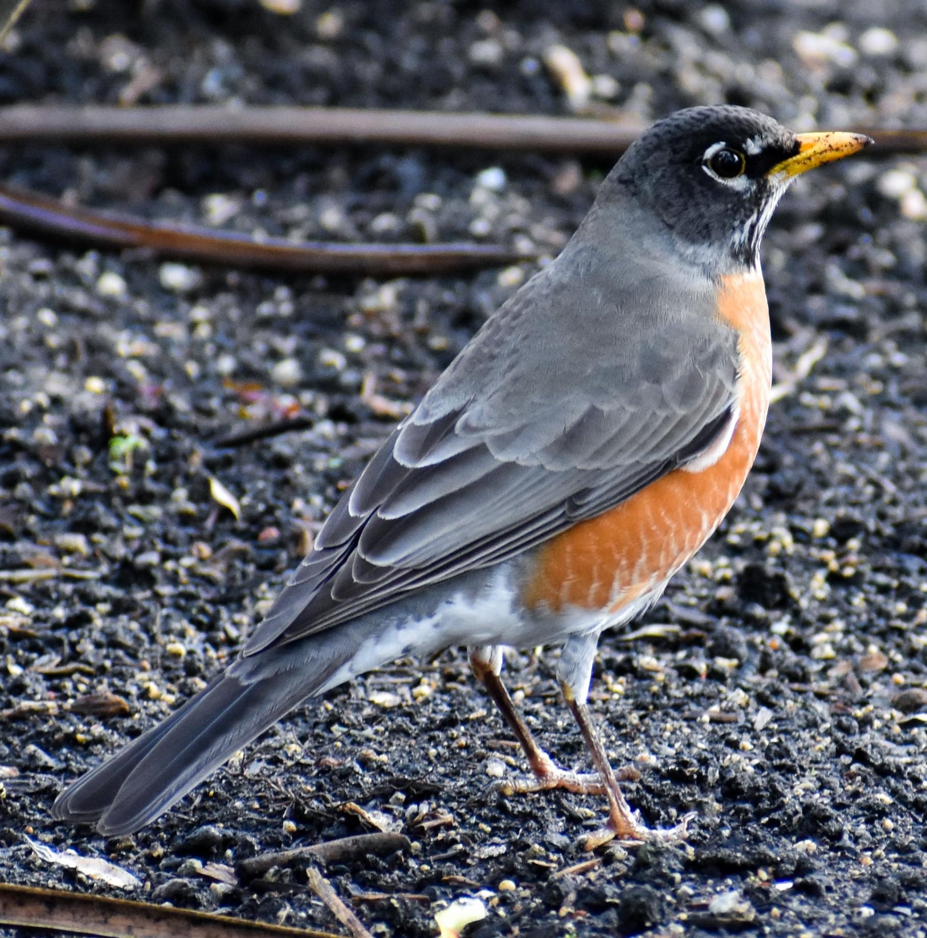 The Birds of Capitol Park