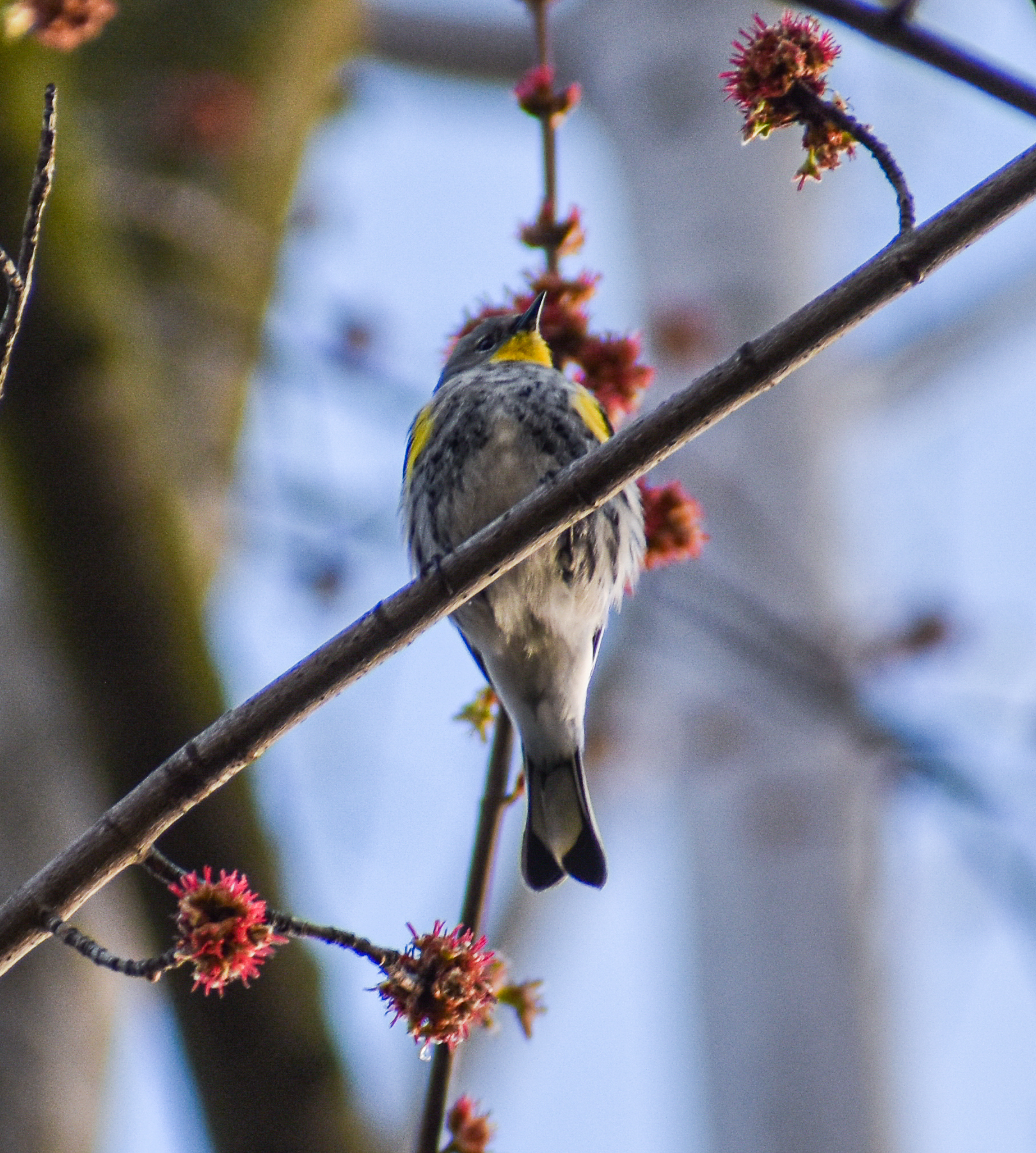 The Birds of Capitol Park