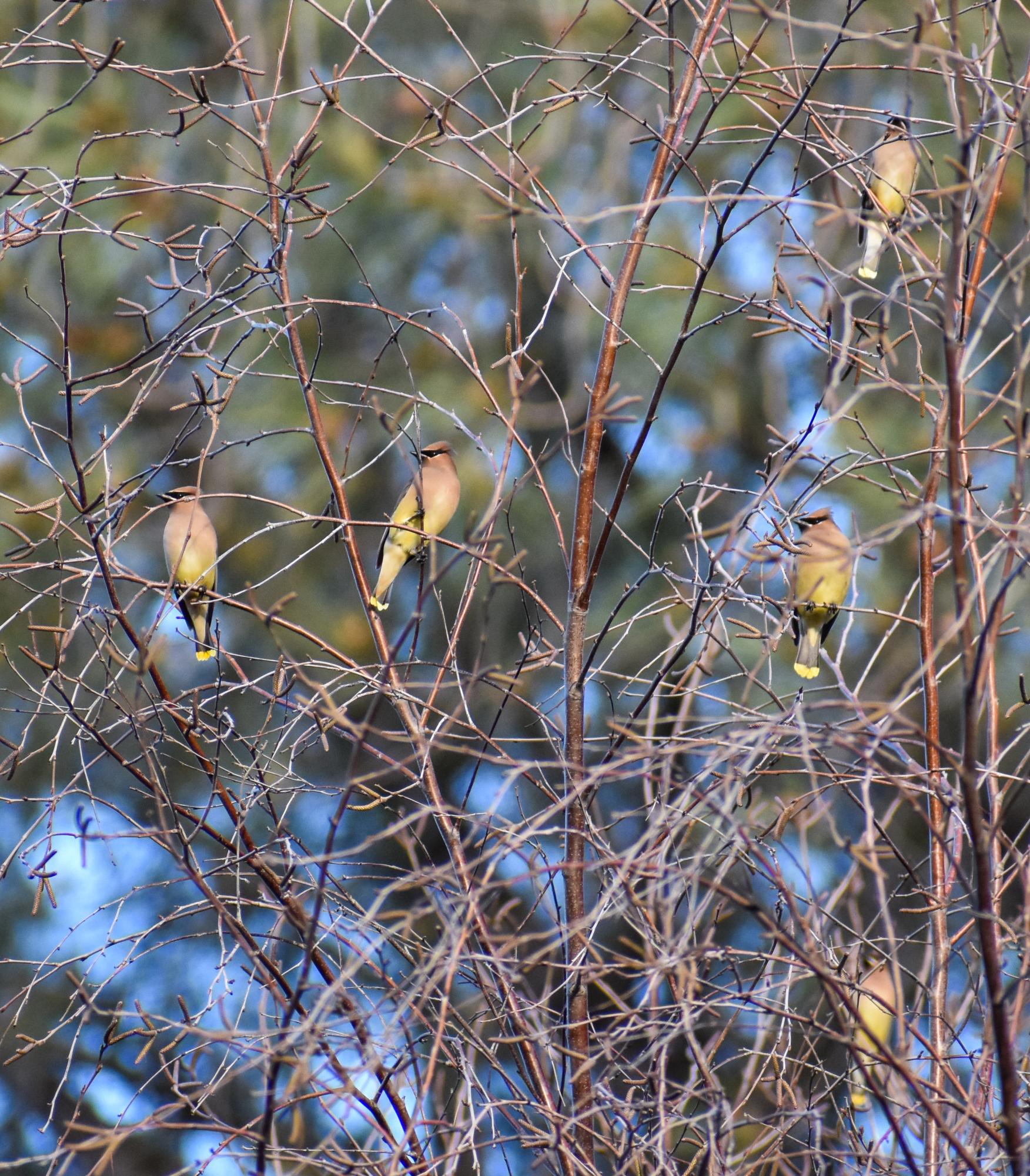 The Birds of Capitol Park