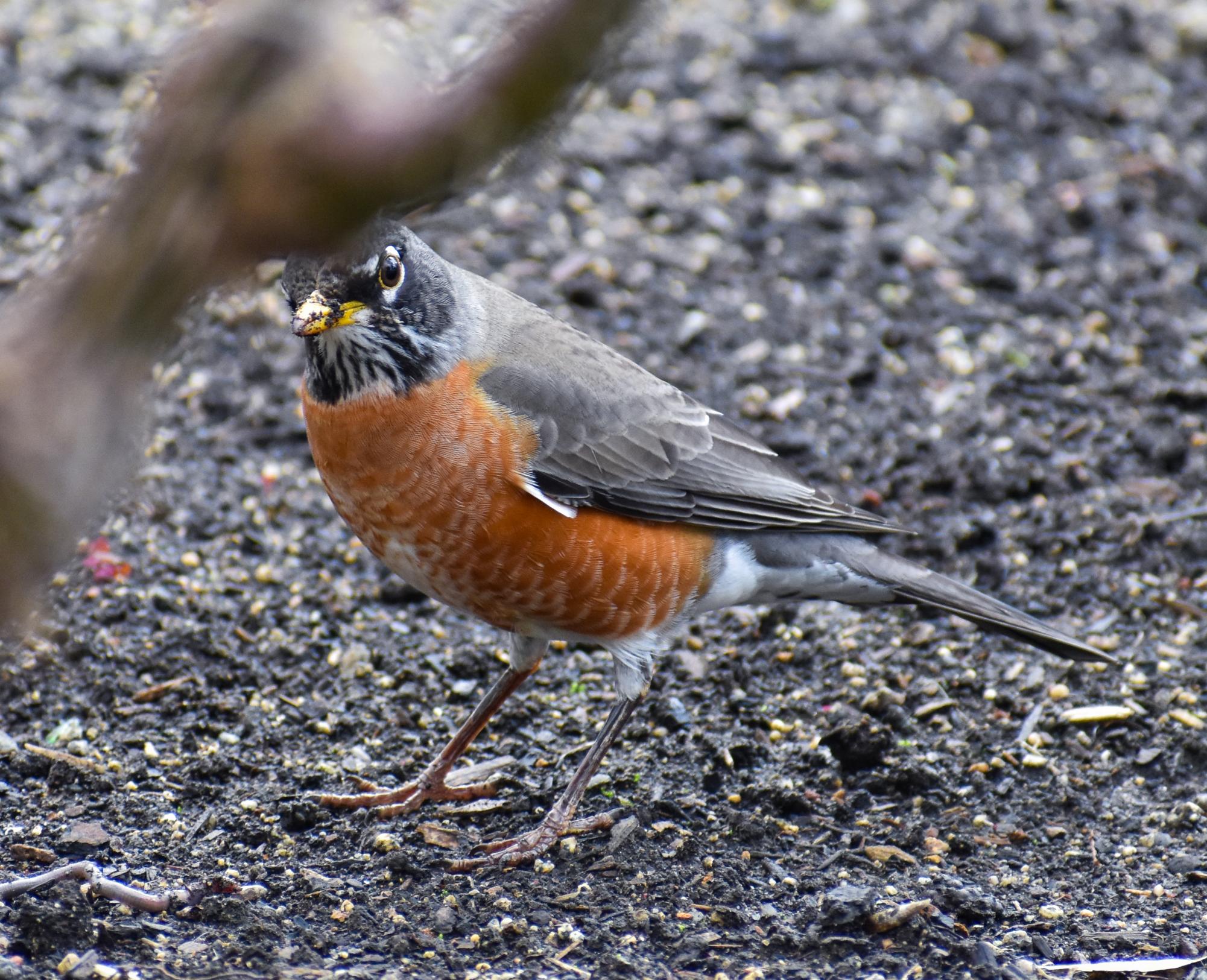 The Birds of Capitol Park