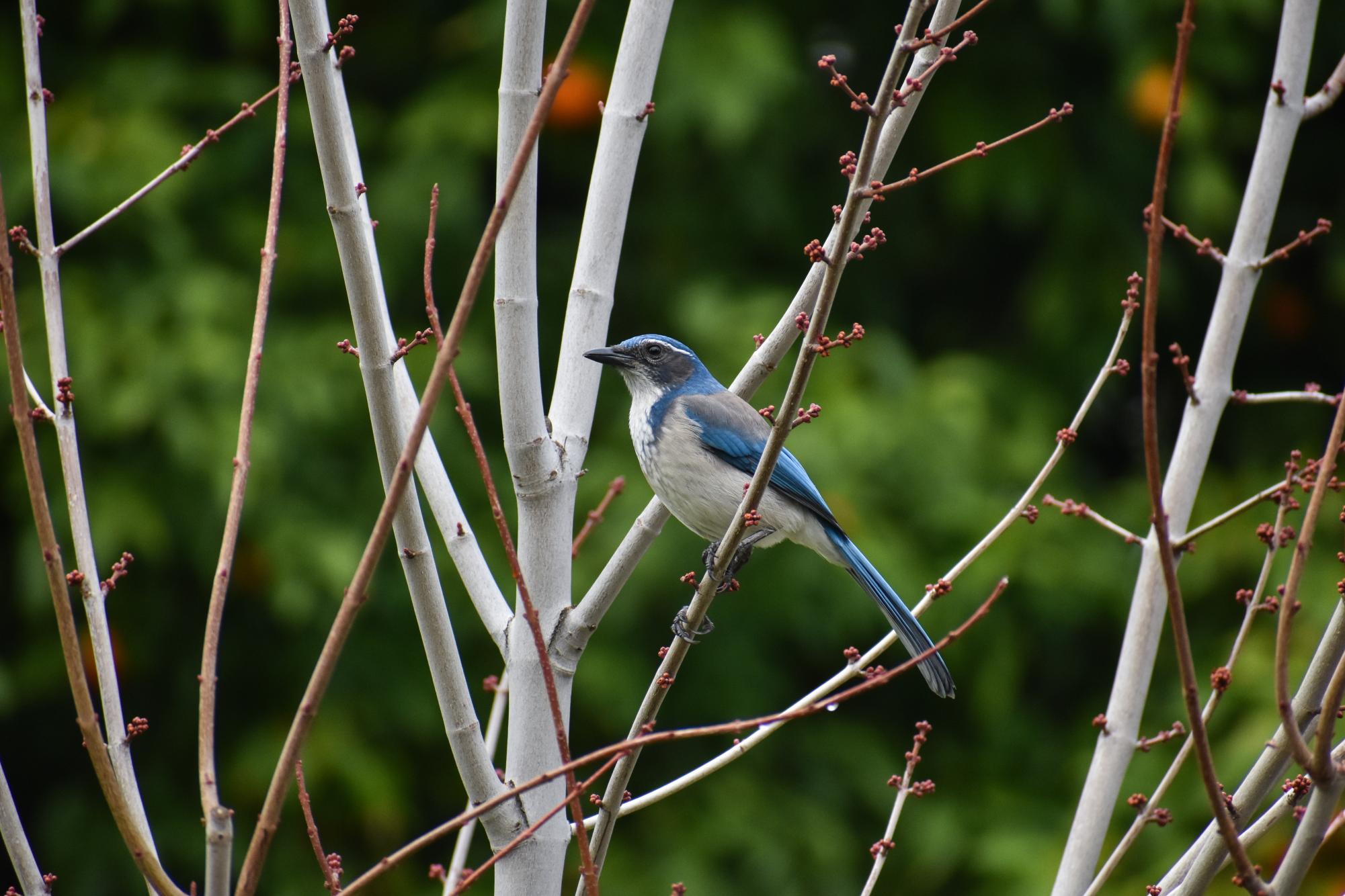 The Birds of Capitol Park