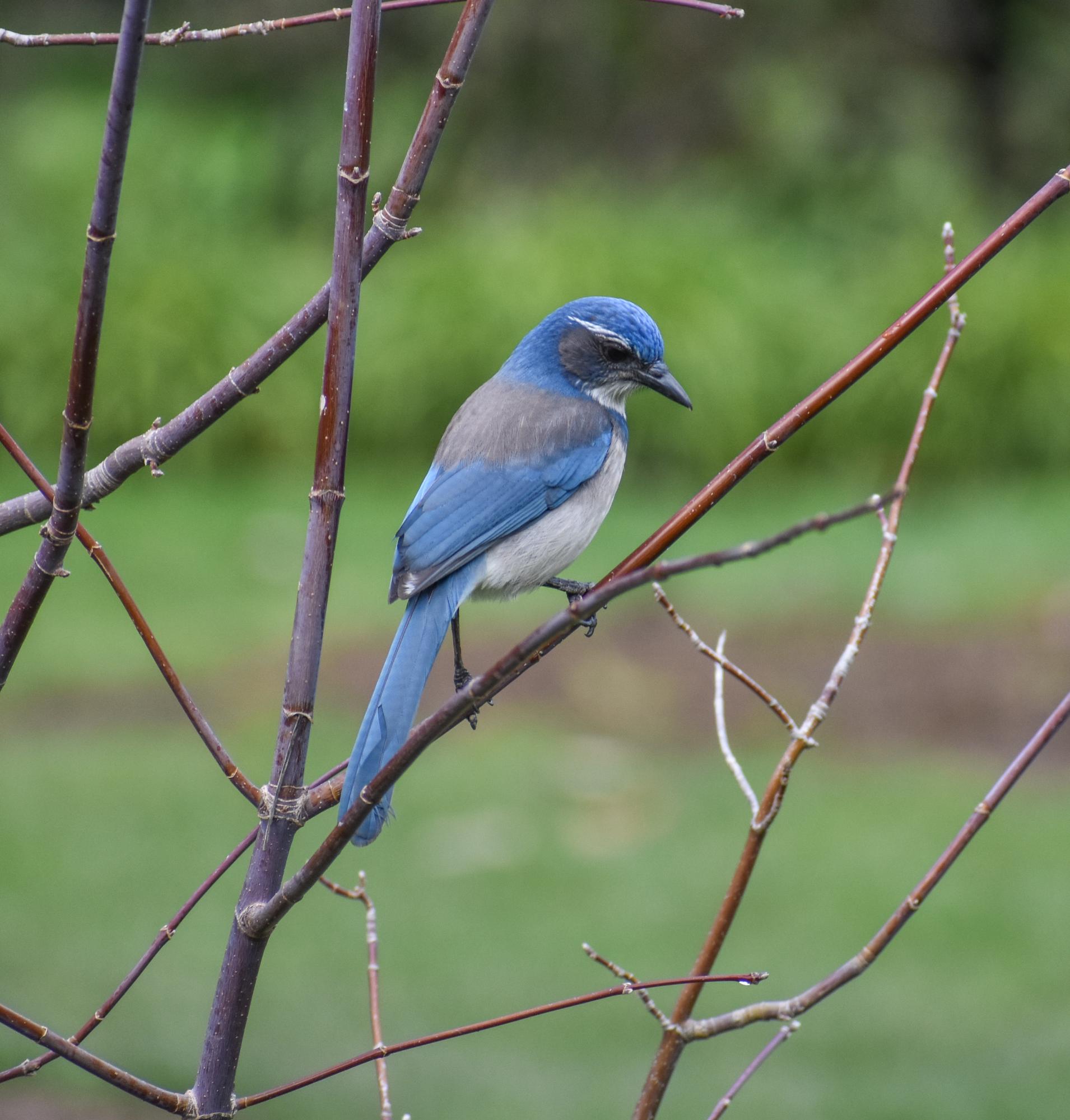 The Birds of Capitol Park