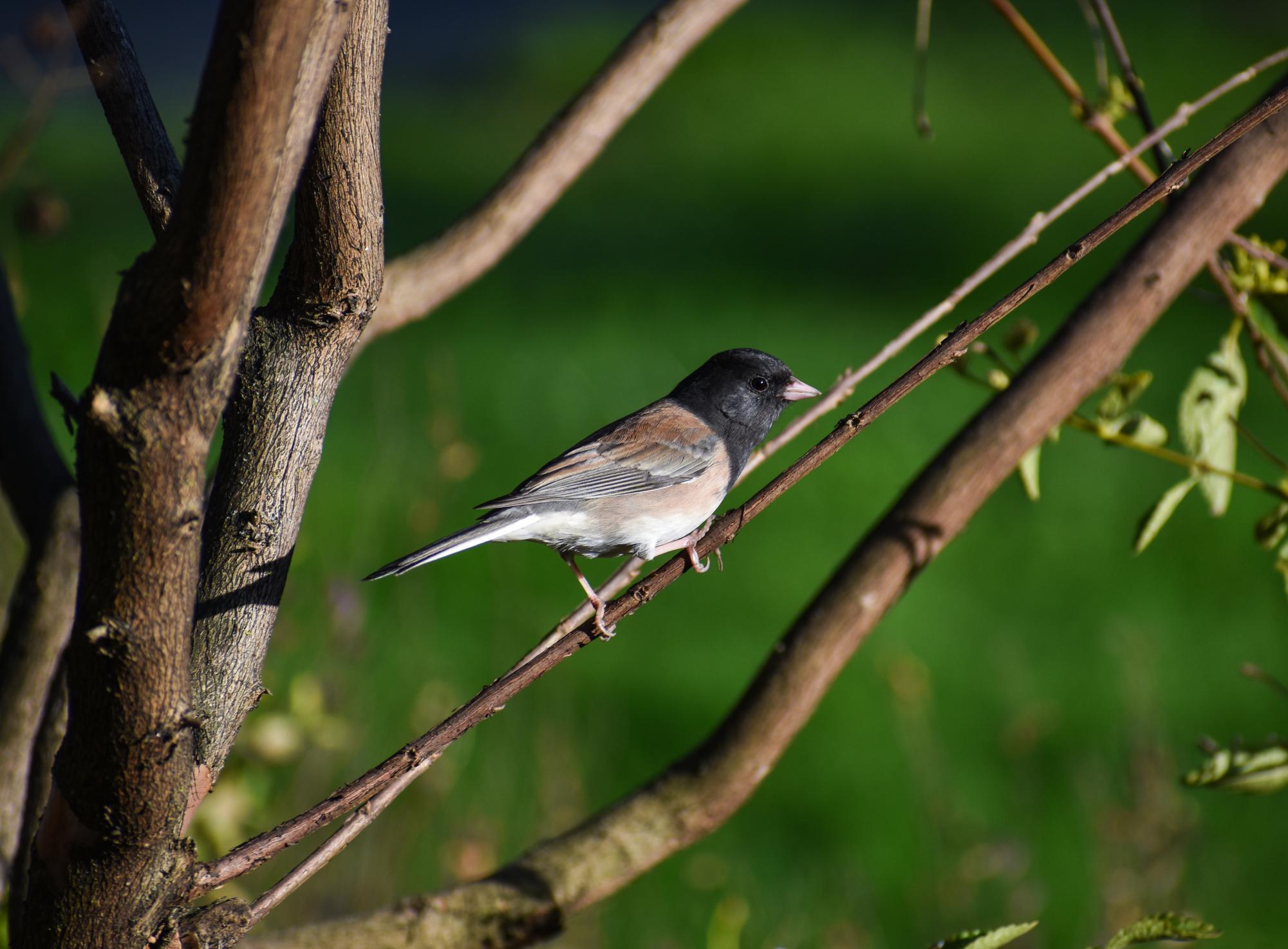 The Birds of Capitol Park