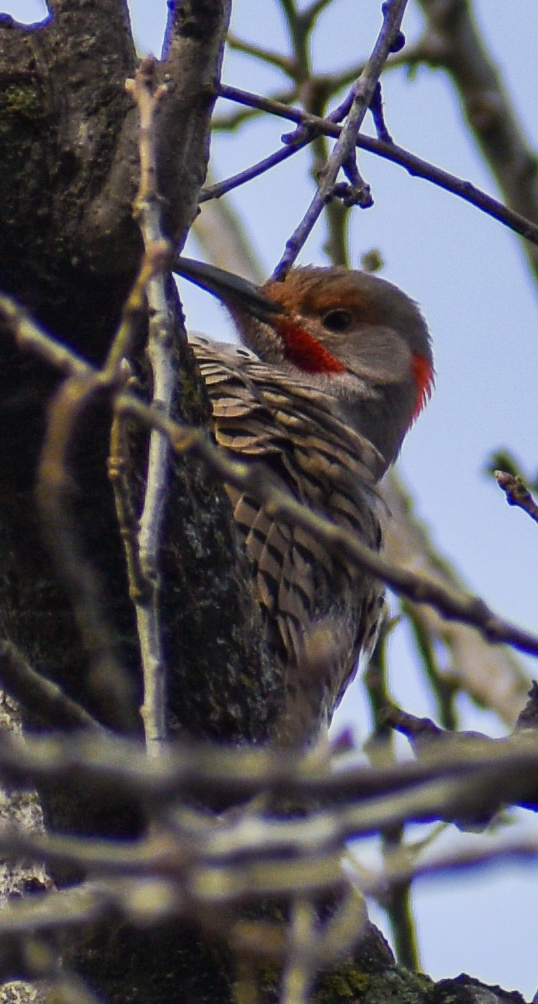 The Birds of Capitol Park