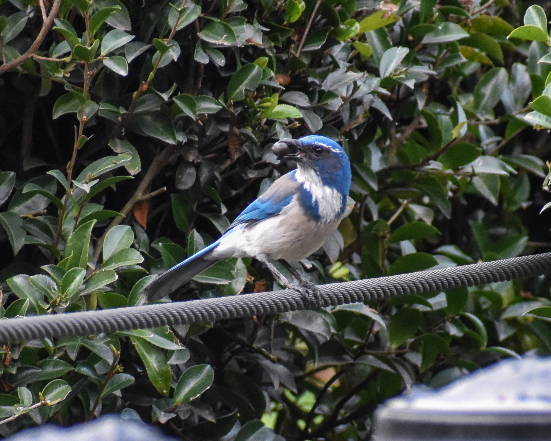 The Birds of Capitol Park