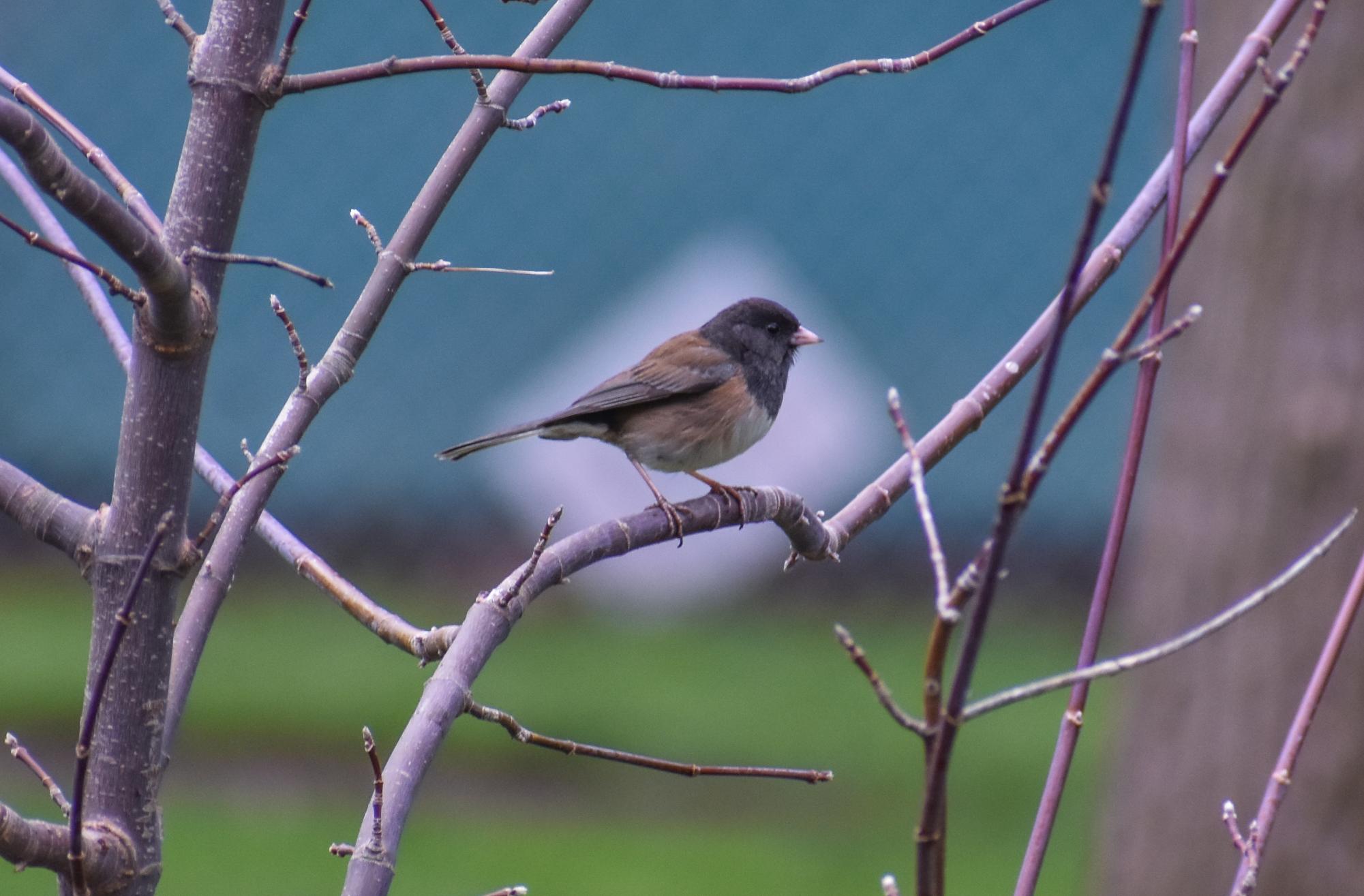 The Birds of Capitol Park