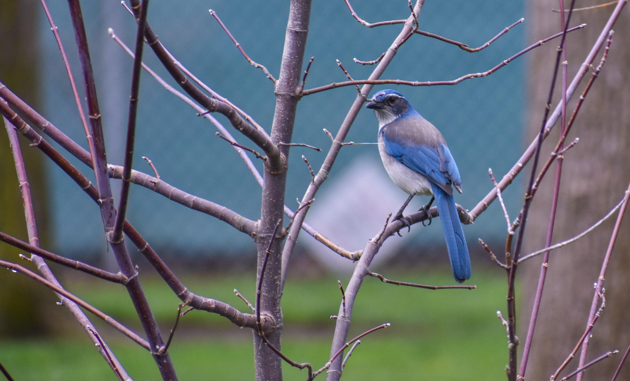 The Birds of Capitol Park