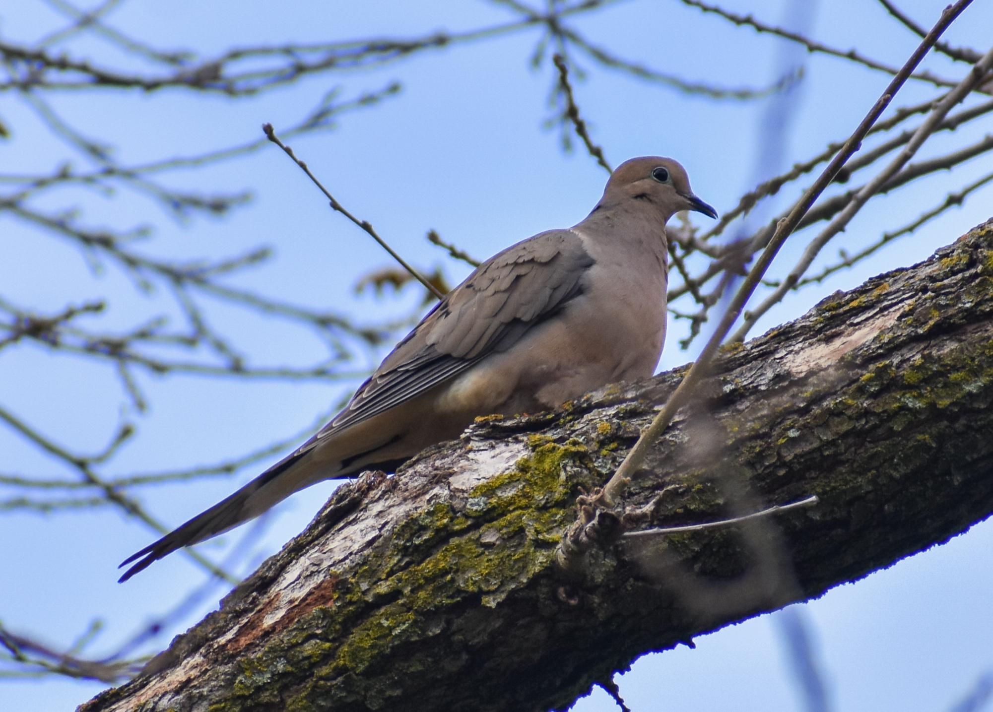 The Birds of Capitol Park