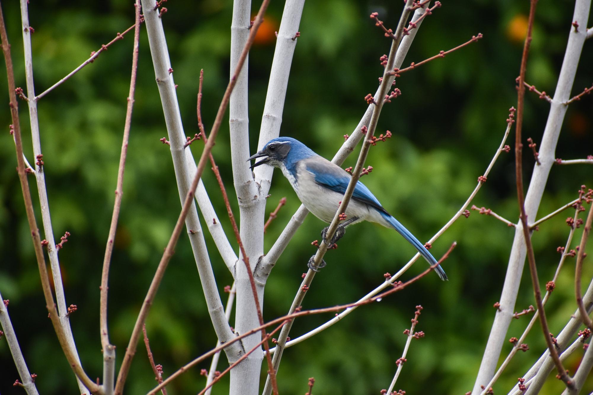 The Birds of Capitol Park