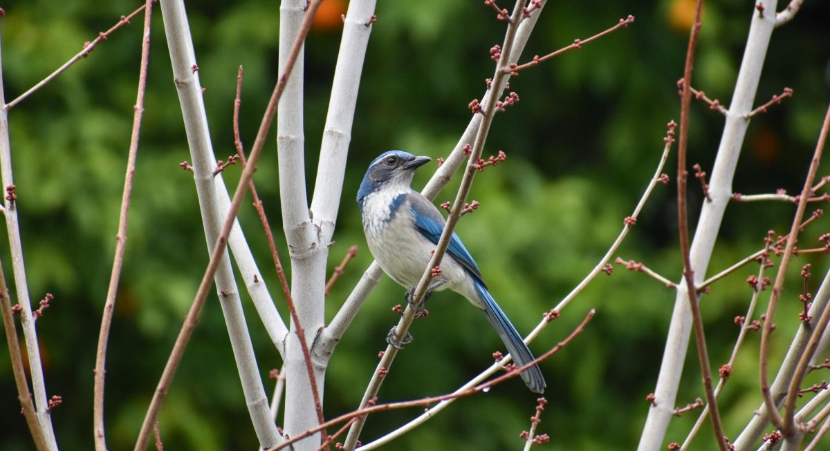 I personally have been obsessed with birds for almost as long as I can remember.  They quickly became one of my favorite things to photograph when I started photography here at GBHS, as honestly they’re quite difficult to capture.  They move fast and are unpredictable to an amateur birdwatcher like me.  However, during my recent trip to Capitol Park in Sacramento, I managed to capture shots that even I am proud of.  In these captions, I will be pulling information about the different bird species from the “Stokes Essential Pocket Guide to the Birds of North America” by Donald and Lillian Stokes for species information, and “Ornithography - An Illustrated Guide to Bird Lore & Symbolism” by Jessica Roux to go into the fascinating symbolism of these birds throughout different cultures of the world.  I hope you enjoy! (This is a scrub-jay that was following us around –he was a big showoff.)