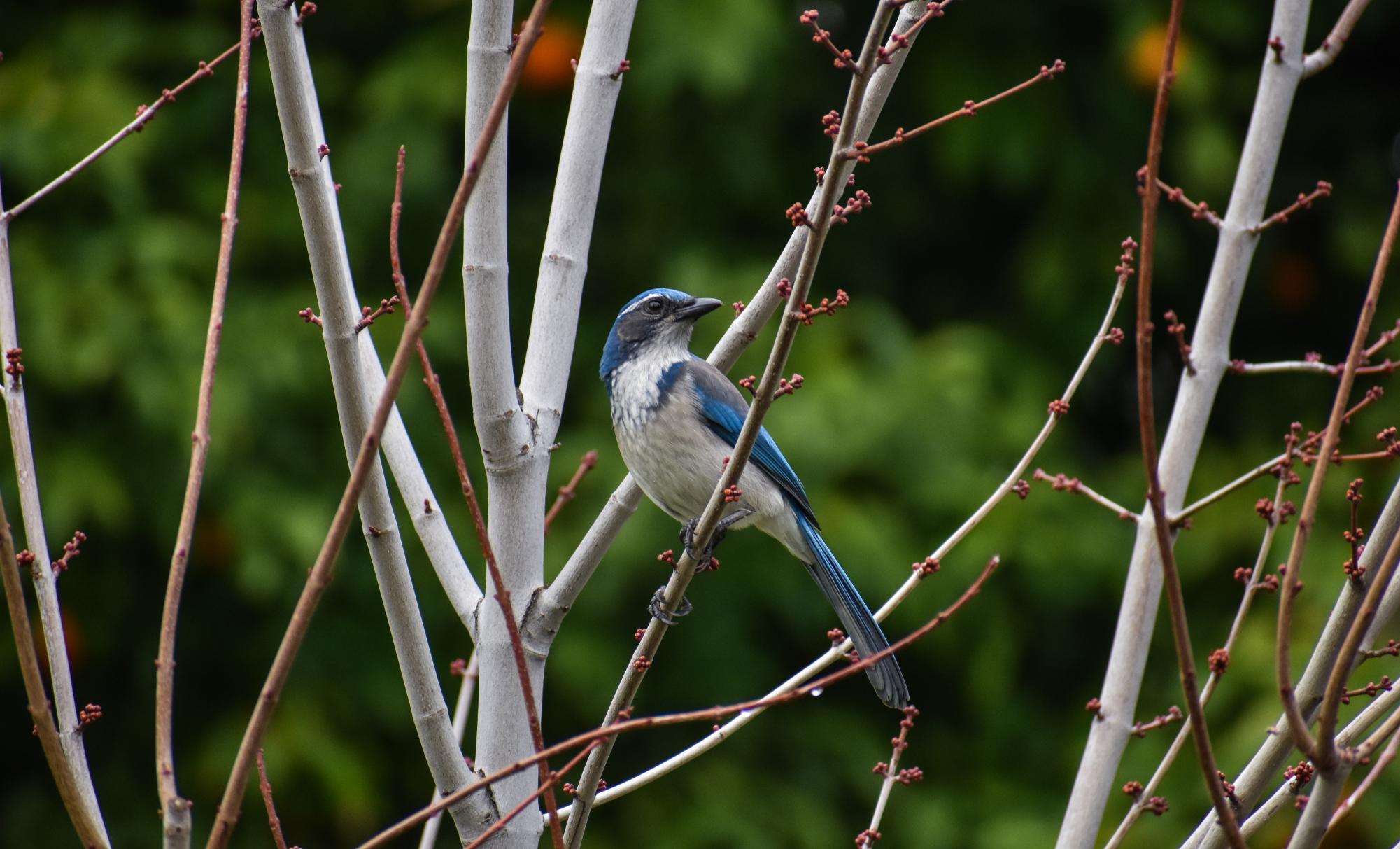 The Birds of Capitol Park