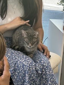 New Cat Café in Davis