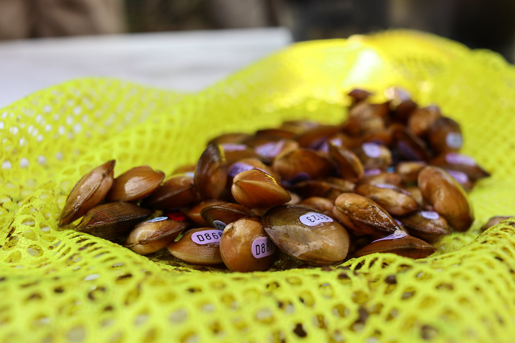 Golden Riffleshell mussels