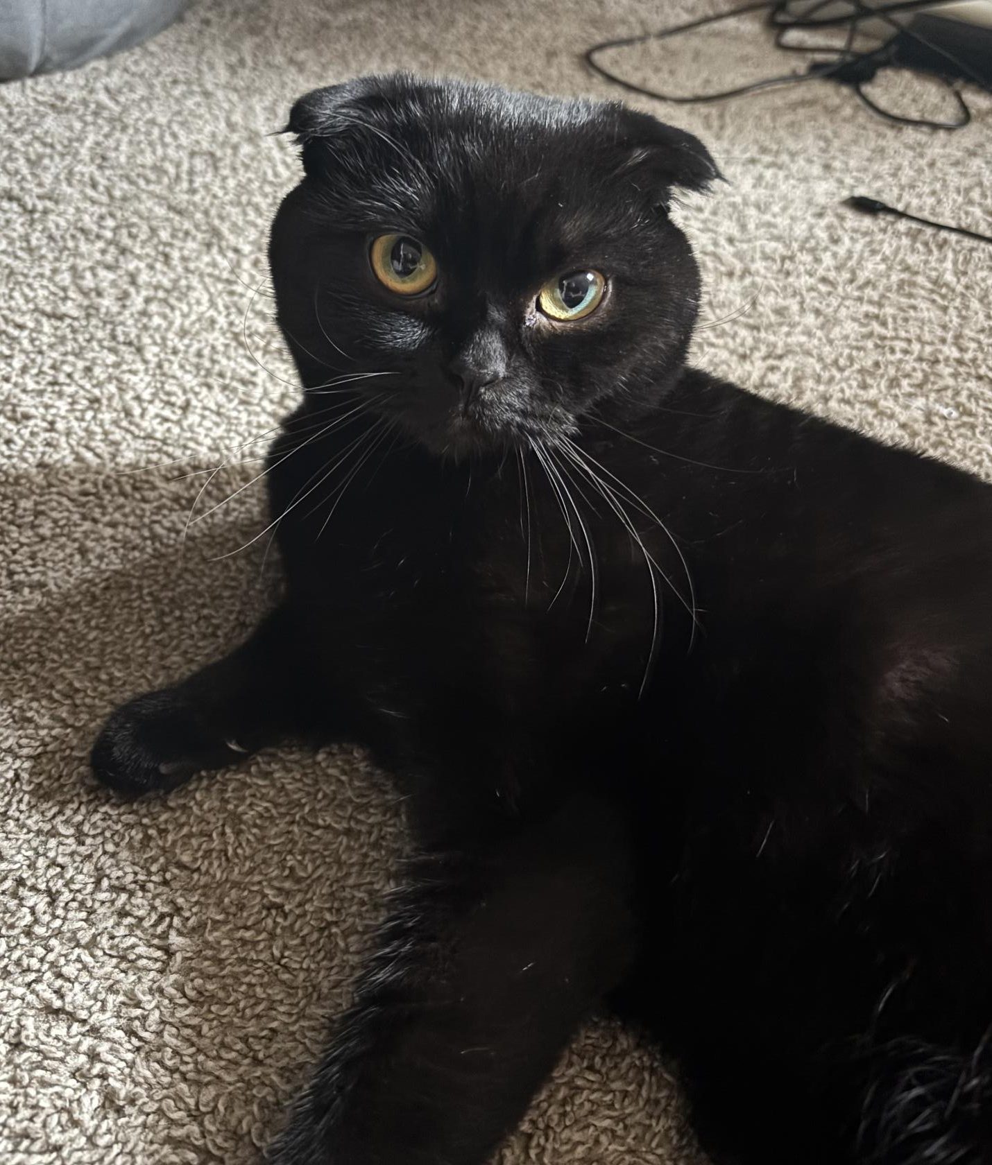 Photo Story: GBHS Pets