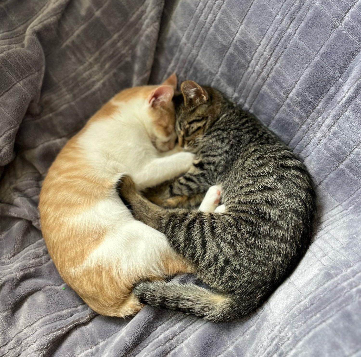 Photo Story: GBHS Pets