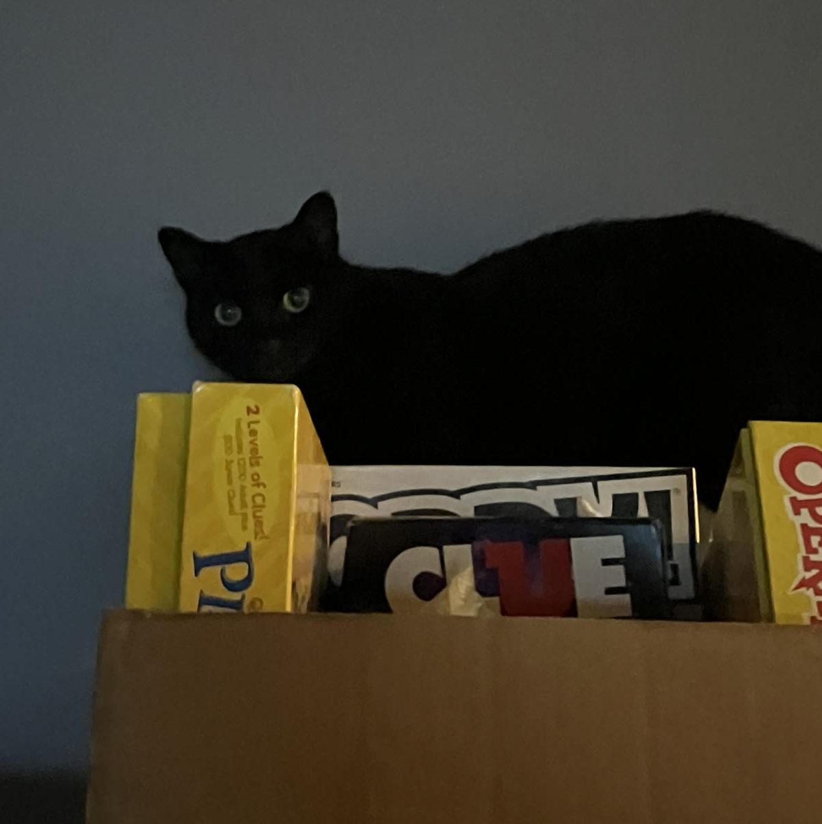 Photo Story: GBHS Pets