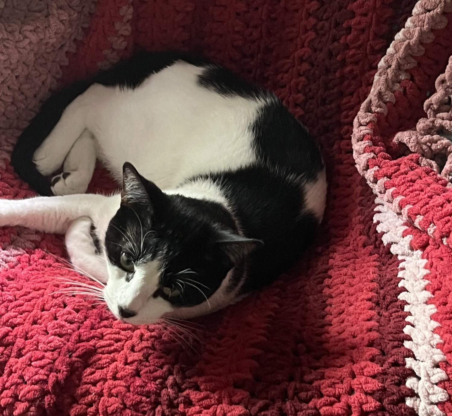 Photo Story: GBHS Pets
