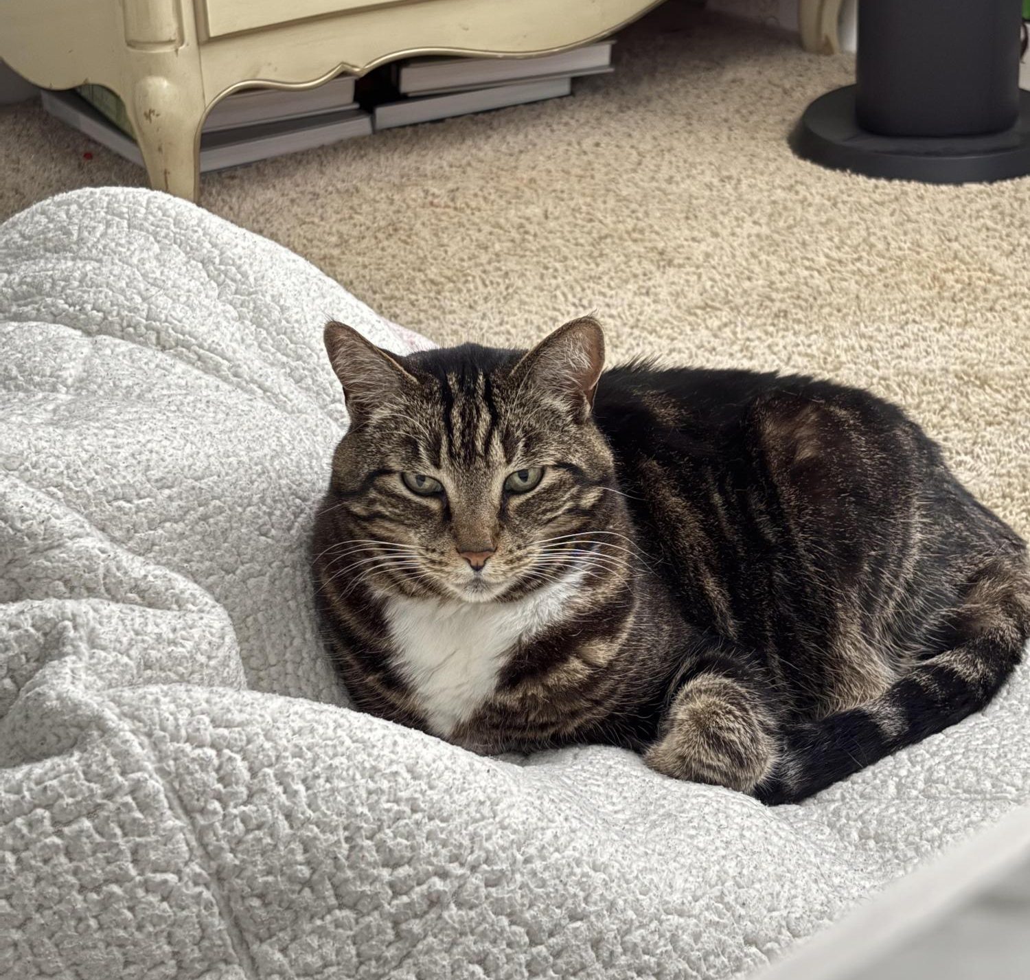 Photo Story: GBHS Pets