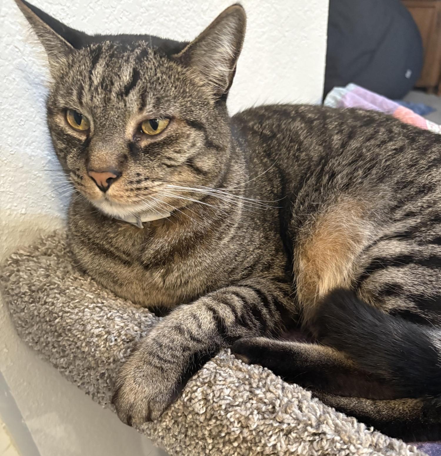 Photo Story: GBHS Pets
