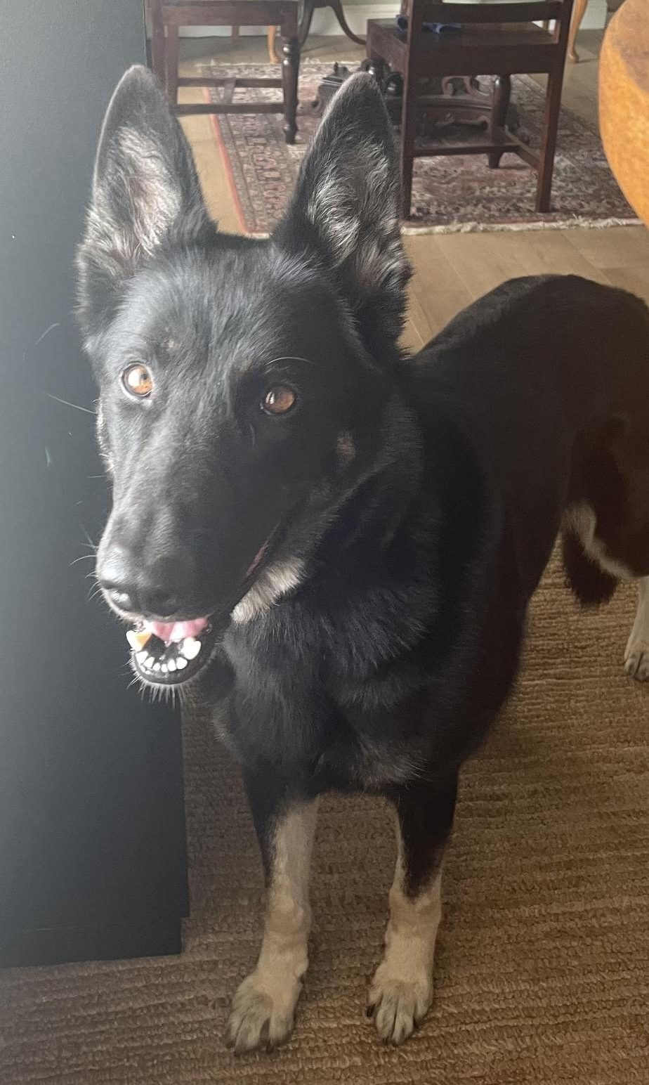 Photo Story: GBHS Pets