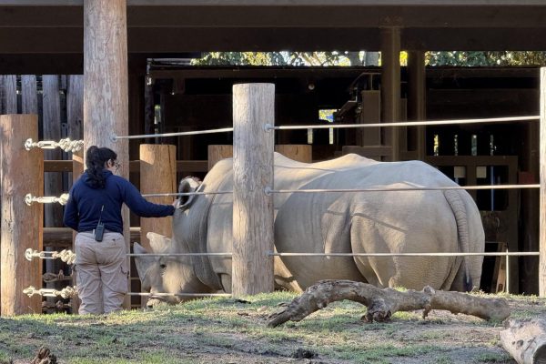 Through specialized care, zoo staff support rhino conservation and the protection of populations in natural habitats.